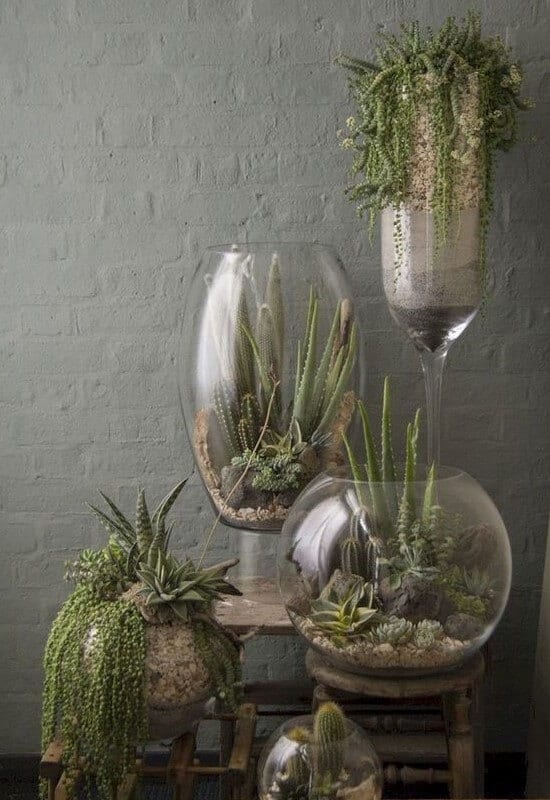 succulents-interior-decor